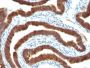 Cytokeratin 19(Ks19.1), CF488A conjugate, 0.1mg/mL