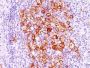 CD30(CD30/412), CF488A conjugate, 0.1mg/mL