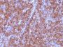 Chromogranin A(CHGA/413), CF488A conjugate, 0.1mg/mL