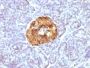 Chromogranin A(CHGA/413), CF488A conjugate, 0.1mg/mL