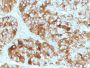 Chromogranin A(CHGA/413), CF488A conjugate, 0.1mg/mL
