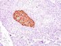 Chromogranin A(CGA/414), CF488A conjugate, 0.1mg/mL