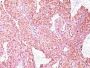 Chromogranin A(CGA/414), CF488A conjugate, 0.1mg/mL