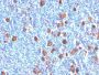 Fascin-1(FSCN1/416), CF488A conjugate, 0.1mg/mL