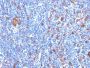 Fascin-1(FSCN1/417), CF488A conjugate, 0.1mg/mL