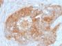 Fascin-1(FSCN1/417), CF488A conjugate, 0.1mg/mL