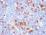 Fascin-1(FSCN1/418), CF488A conjugate, 0.1mg/mL