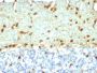 Fascin-1(FSCN1/418), CF488A conjugate, 0.1mg/mL