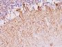 Neurofilament (NF-H)(NF421), CF488A conjugate, 0.1mg/mL