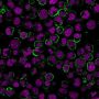 CD19(CVID3/429), CF488A conjugate, 0.1mg/mL