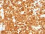 Pmel17 / gp100 / SILV(HMB45), CF488A conjugate, 0.1mg/mL