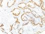 TTF-1 / NKX2.1(8G7G3/1), CF488A conjugate, 0.1mg/mL