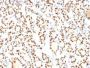 TTF-1 / NKX2.1(8G7G3/1), CF488A conjugate, 0.1mg/mL