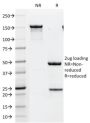 HER-2 / CD340(HRB2/451), CF488A conjugate, 0.1mg/mL