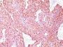Chromogranin A(PHE5), CF488A conjugate, 0.1mg/mL