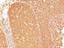 CD45RB(PD7/26), CF488A conjugate, 0.1mg/mL