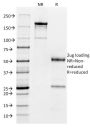 CD32 (Fc Gamma RIIa)(FCGR2A/479),  CF488A conjugate, 0.1mg/mL