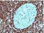 bcl-2(124), CF488A conjugate, 0.1mg/mL