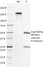 HER-2 / CD340(HRB2/718), CF488A conjugate, 0.1mg/mL