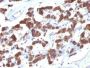 Thyroglobulin(2H11 + 6E1), CF488A conjugate, 0.1mg/mL