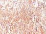 DOG-1(DOG1.1), CF488A conjugate, 0.1mg/mL
