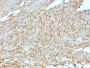 DOG-1(DG1/447 + DOG1.1), CF488A conjugate, 0.1mg/mL