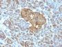 HSP60(GROEL/730), CF488A conjugate, 0.1mg/mL