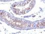 Prolactin Receptor(PRLR/742), CF488A conjugate, 0.1mg/mL