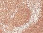 CD45 / LCA(2B11 + PD7/26), CF488A conjugate, 0.1mg/mL