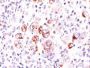 bcl-x(2H12), CF488A conjugate, 0.1mg/mL