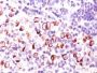 bcl-x(BX006 + 2H12), CF488A conjugate, 0.1mg/mL