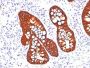 Cytokeratin 19(A53-B/A2.26 + BA17), CF488A conjugate, 0.1mg/mL