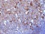 Human IgA Immunoglobulin(IA761), CF488A conjugate, 0.1mg/mL
