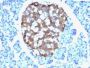 Chromogranin A(CHGA/765), CF488A conjugate, 0.1mg/mL