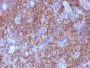 Chromogranin A(CHGA/765), CF488A conjugate, 0.1mg/mL