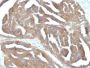 GnRH-Receptor (LHRH Receptor)(F1G4), CF488A conjugate, 0.1mg/mL