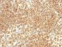 CD20(IGEL/773), CF488A conjugate, 0.1mg/mL