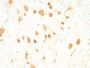 pgp9.5 (UCHL-1)(UCHL1/775), CF488A conjugate, 0.1mg/mL