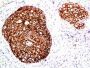 HER-2 / CD340(ERB2/776), CF488A conjugate, 0.1mg/mL