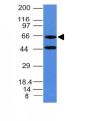 Chromogranin A(CHGA/777), CF488A conjugate, 0.1mg/mL