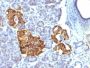 Chromogranin A(CHGA/777), CF488A conjugate, 0.1mg/mL
