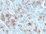 Chromogranin A(CHGA/777), CF488A conjugate, 0.1mg/mL