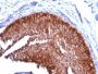 Cytokeratin 17(KRT17/778), CF488A conjugate, 0.1mg/mL