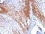 Cytokeratin 17(KRT17/778), CF488A conjugate, 0.1mg/mL