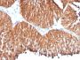 HSP60(HSPD1/780), CF488A conjugate, 0.1mg/mL