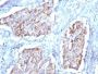 HSP60(HSPD1/780), CF488A conjugate, 0.1mg/mL