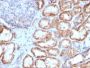 HSP60(HSPD1/780), CF488A conjugate, 0.1mg/mL