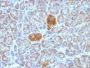 HSP60(HSPD1/780), CF488A conjugate, 0.1mg/mL