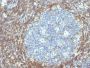 bcl-2(BCL2/782), CF488A conjugate, 0.1mg/mL