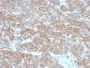bcl-2(BCL2/782), CF488A conjugate, 0.1mg/mL